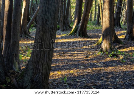 Mature Cedar Tree Forest
