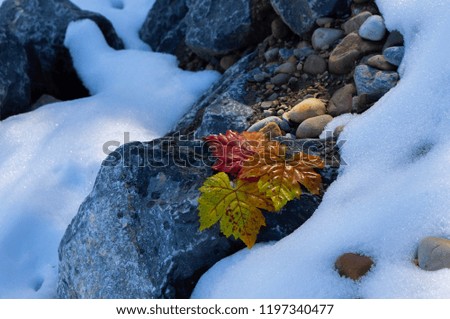 Damp maple leaves on a rock after a snow fall 