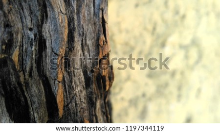 Photo from old tree structure with macro style