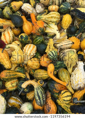 Assorted gourds and pumpkins. Different colors and textures in a pile. Fall colors in a plentiful harvest. Symbol of autumn.