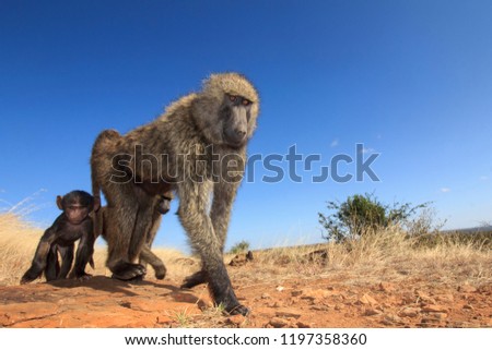 Olive Baboon family 