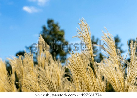 japanese pampas grass