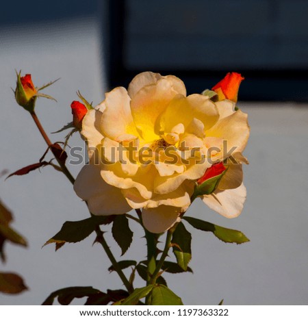 Stunningly  magnificent romantic beautiful   canary yellow tinged pale pink hybrid tea rose blooming  in spring, summer and  autumn  adds fragrance and color to the urban  landscape.