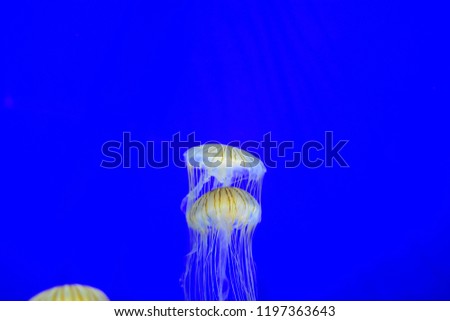 Durham, North Carolina / United States - September 9, 2018: White Jellyfish