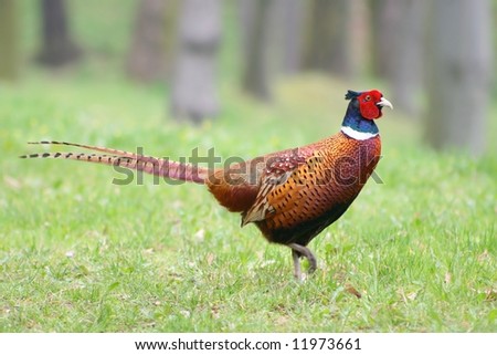 Pheasant Royalty-Free Stock Photo #11973661