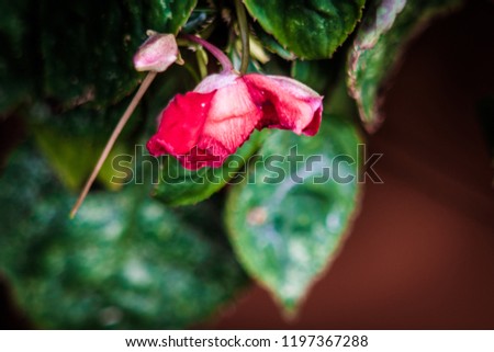 Durham, North Carolina / United States - September 28, 2018: Red Flower