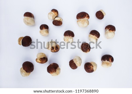 Many  fresh small ceps scattered on a white background. 