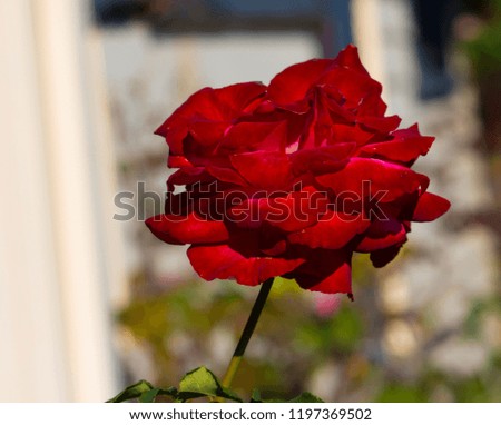 Stunningly  magnificent romantic beautiful  velvety red fully blown hybrid tea rose blooming   in  late  spring   adds fragrance and  charm to the urban  landscape.