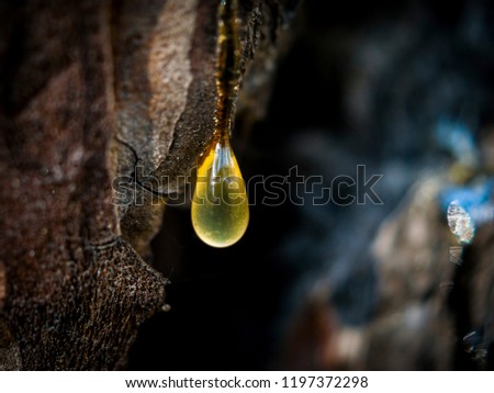 Organic life concept: leaking bright yellow drops of pine tar, resin, with a spider web on a dark tree bark background, sunny summer day Royalty-Free Stock Photo #1197372298