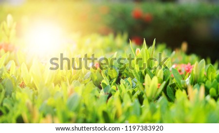 Close Up nature view of green leaf on blurred greenery background using as background and wallpaper.
