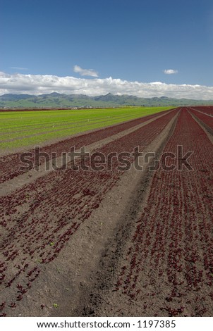 Wide angle view of rows of green and red lettuce. Picture taken on the central coast of California, USA