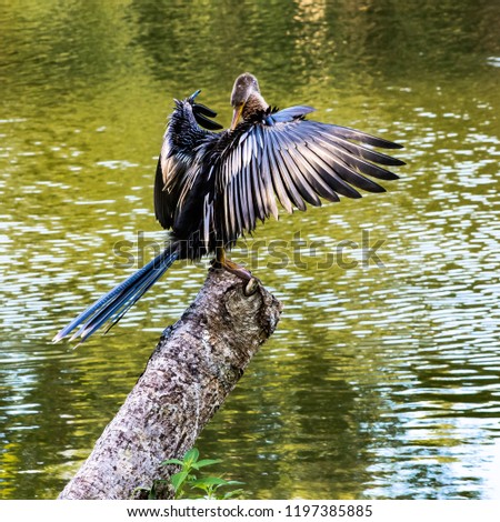 A female anhinga drying her wings and preening her back while perched on a dead tree branch over a pond in a Florida wetland.