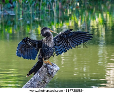 A close up of a female anhinga standing on a dead tree in a Florida wetland pond
