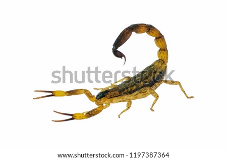 Brown scorpion isolate on white background.