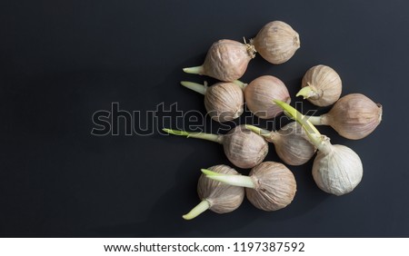 Black garlic,Single Bulb form of Elephant Garlic on stone black background.