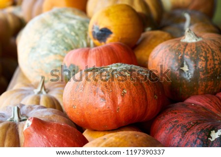 Various Pumpkin, In Korea
