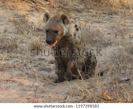 Spotted hyena in Kruger National Park