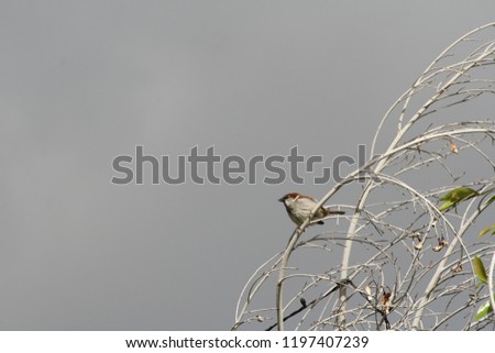 Finch on a fall leafless branches facing the coming storm.  Dark clouds form background for a stoic profile of a tiny bird facing the adverse conditions of fall and winter.