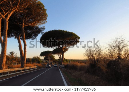 Big pine trees by the side of the road at sunset when driving to a new destination, Sardinia, Italy, Europe