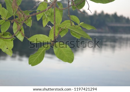 Green leaves in front of a calm river.  This snap is taken from Moozhikkulam, Aluva, Kerala.  The camera is Nikon D3100 Royalty-Free Stock Photo #1197421294
