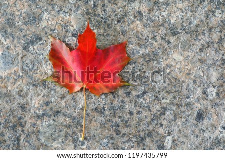 Red maple leaf on the marble floor. Nature in autumn background concept.