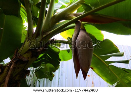 The banana tree and its fruit