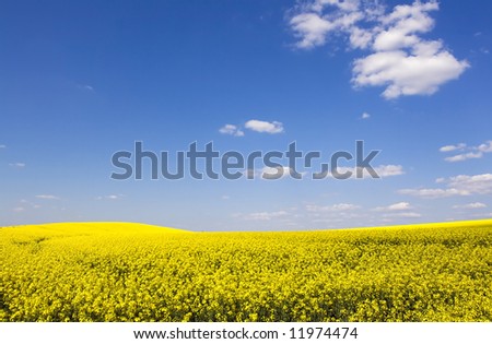 beautiful rapeseed field and clear blue sky as background