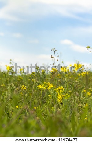 beautiful yellow flowers and clear blue sky as background