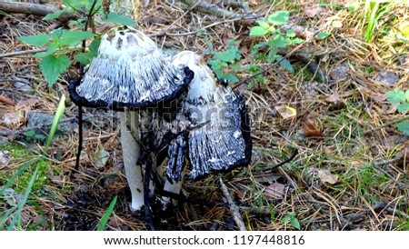 Shaggy ink ,  Tintlinge, mushroom begins to dissolve and its ink drips into the grass,, Coprinus comatus
