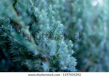 Christmas tree close up, blue green spruce, beautiful background, space for text, invitation, postcard