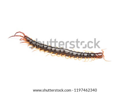 The Giant red Centipede dangerous animal on white background.