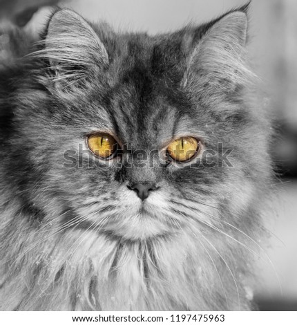 Portrait of a cat with yellow eyes