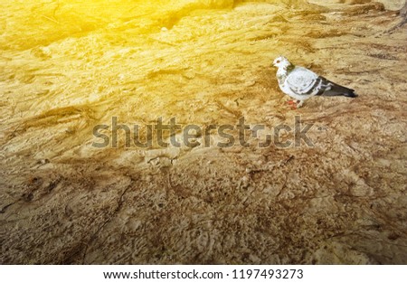 Bird standing on the beach at sunrise. Beautiful animal photography. Copy space. Selective focus