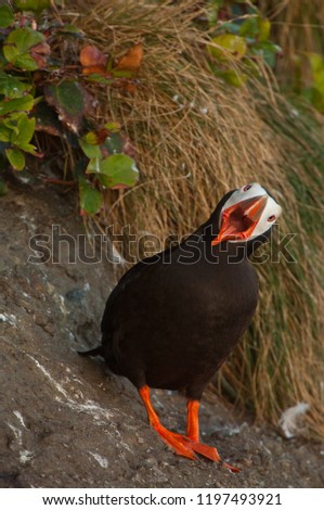 Tufted Puffins are sometimes called sea clowns, because they have a comical nature/