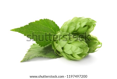 Fresh green hops on white background. Beer production Royalty-Free Stock Photo #1197497200