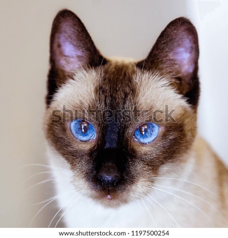Siamese cat - muzzle close-up