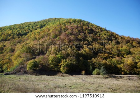 Hill Of Trees