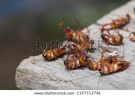 
Cockroach lying dead on wooden floor, background blur focus on single point