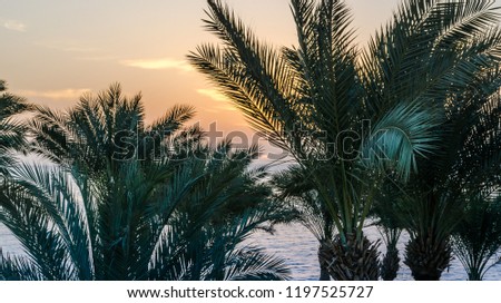 palm branches against the dawn sky