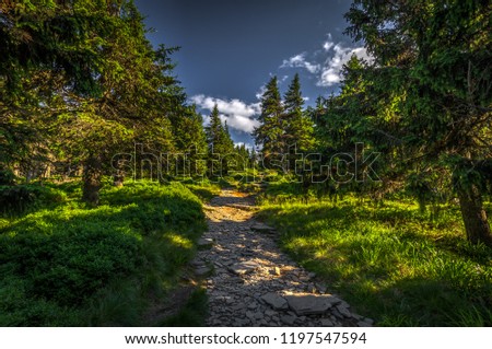 Narrow rocky path in the green forest from Serak to Velky Keprnik, Jeseniky, Czech Republic Royalty-Free Stock Photo #1197547594
