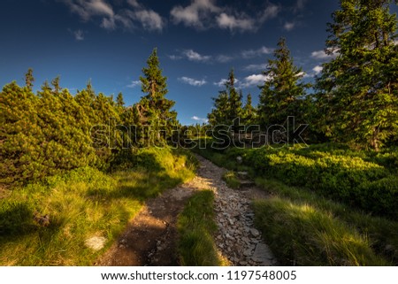 Narrow rocky path in the green forest from Serak to Velky Keprnik, Jeseniky, Czech Republic Royalty-Free Stock Photo #1197548005