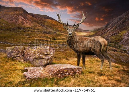 Dramatic sunset with beautiful sky over mountain range giving a strong moody landscape and red deer stag looking strong and proud Royalty-Free Stock Photo #119754961