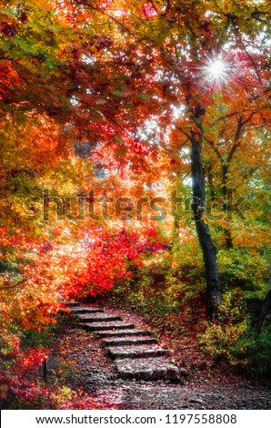 Bright rays between trees in autumn season in the forest. Between season scene, summer autumn scenery Royalty-Free Stock Photo #1197558808