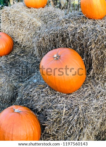 Big orange fresh pumpkins on hay stack