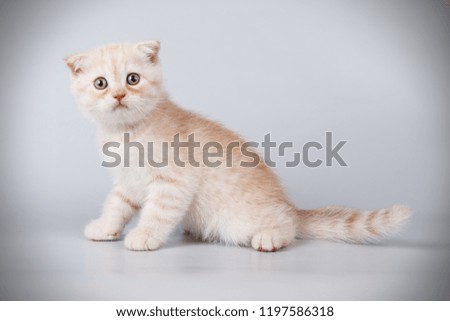 Studio photography of a scottish fold shorthair cat on colored backgrounds