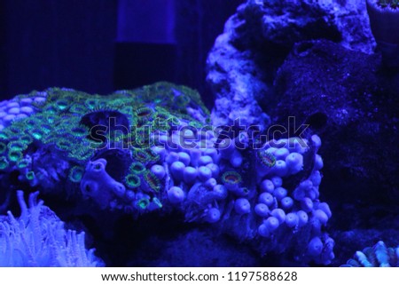 Colorful Polyp Coral
