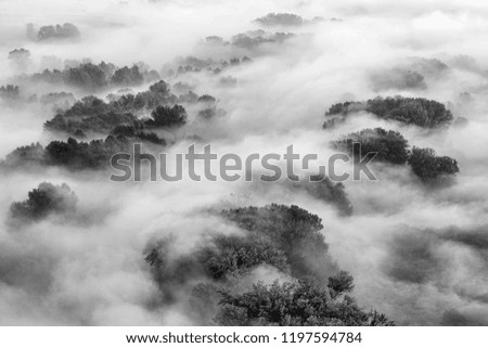 Foggy forest landscape, Italy