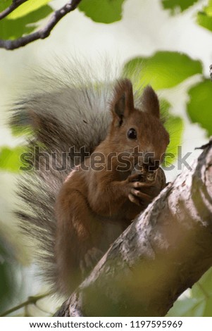 Beautiful and cheerful squirrel in the autumn forest on the trunk of a tree.