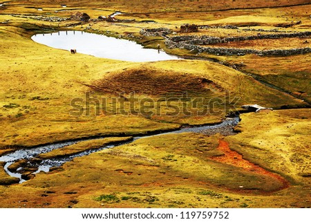 Swamp in Cordiliera Huayhuash, Peru, South America