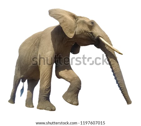 African Elephant isolated on white background  